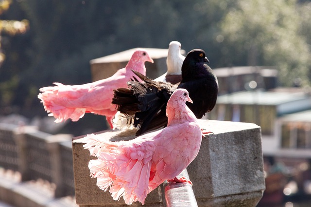 12战砍311分！杜兰特成为火箭队史最快达成三百分的球员